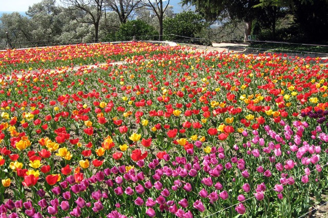 Парад тюльпанов на отдыхе на ЮБК в Крыму